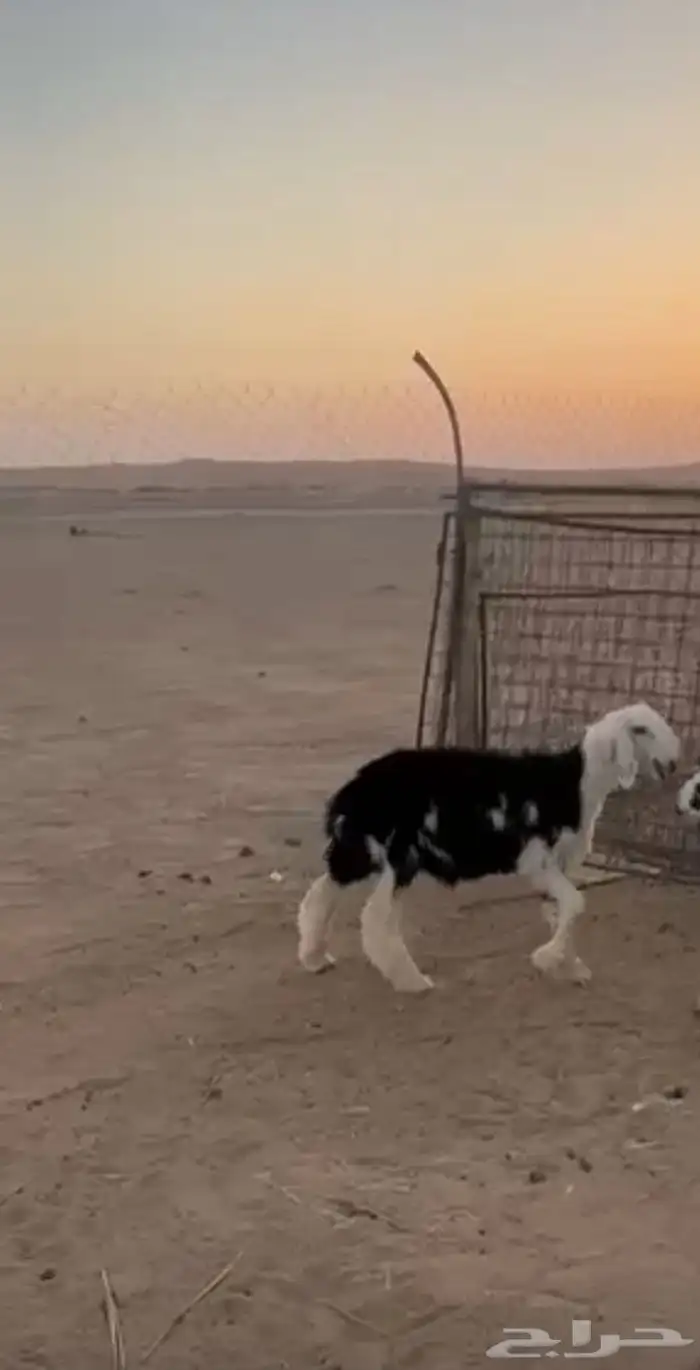 خرفان طيبه ذبايح 0