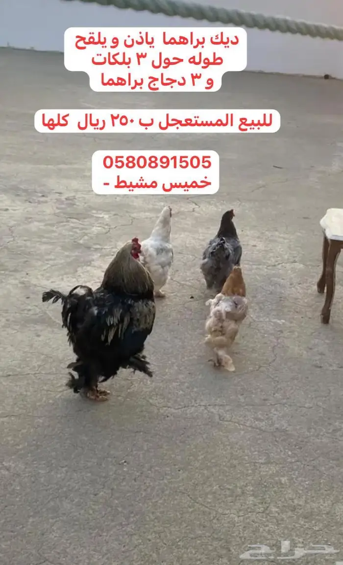 ديك براهما و 3 دجاج براهما للبيع المستعجل ب 250 ر 0