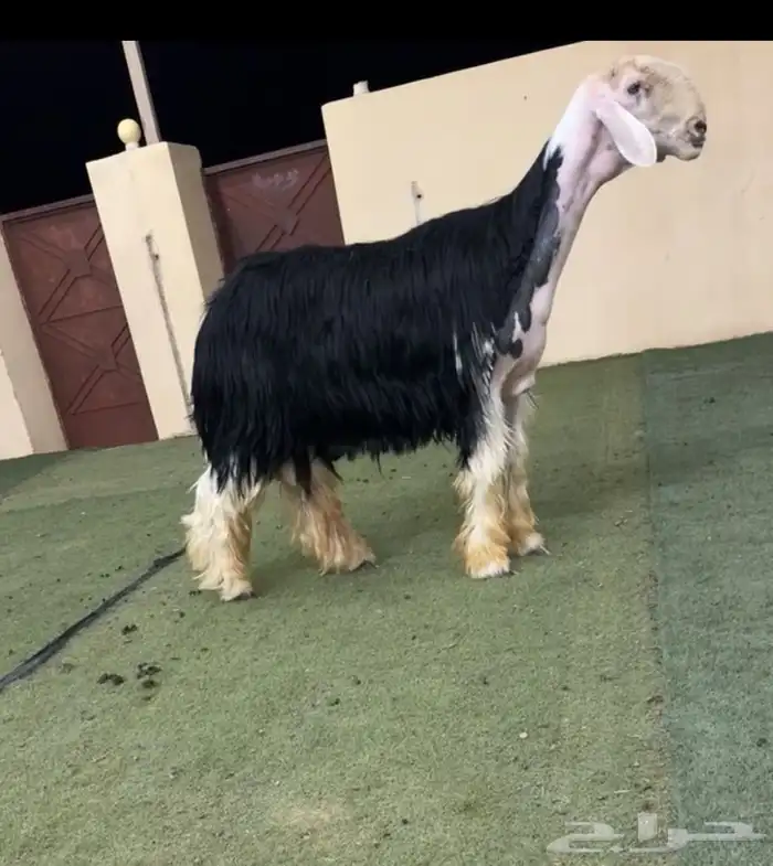 فحل نجدي مشروط 1