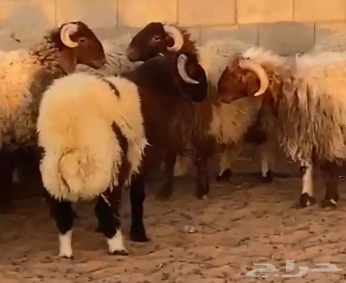 جذعان نعيم بلدي طيبه 2