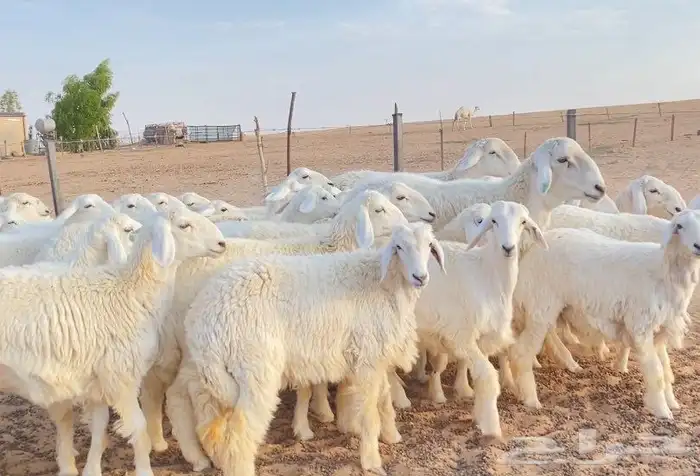 غنم رخال صنف دفيع 1