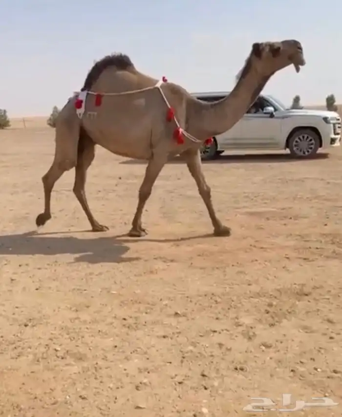 بيع نياق 1