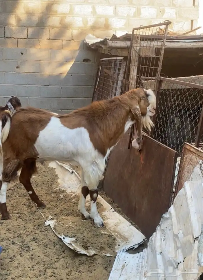 للبيع تيس فحل هولندي السن ثني 0