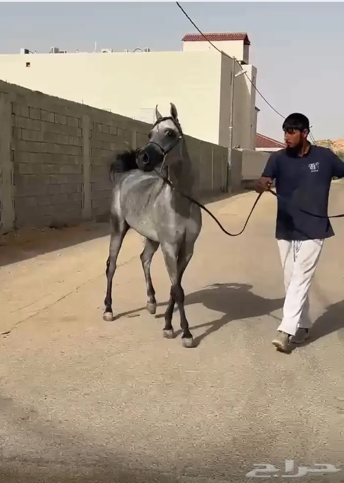 للبيع مهره شعبيه قطعه وشعره شوال مشاء الله 5