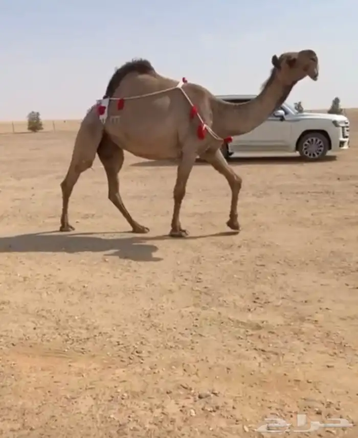 بيع نياق 0