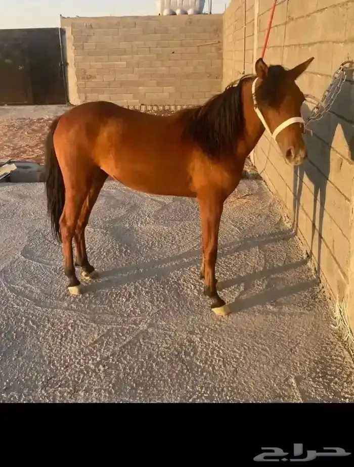 بونية معها مهرة للبيع او البدل 1