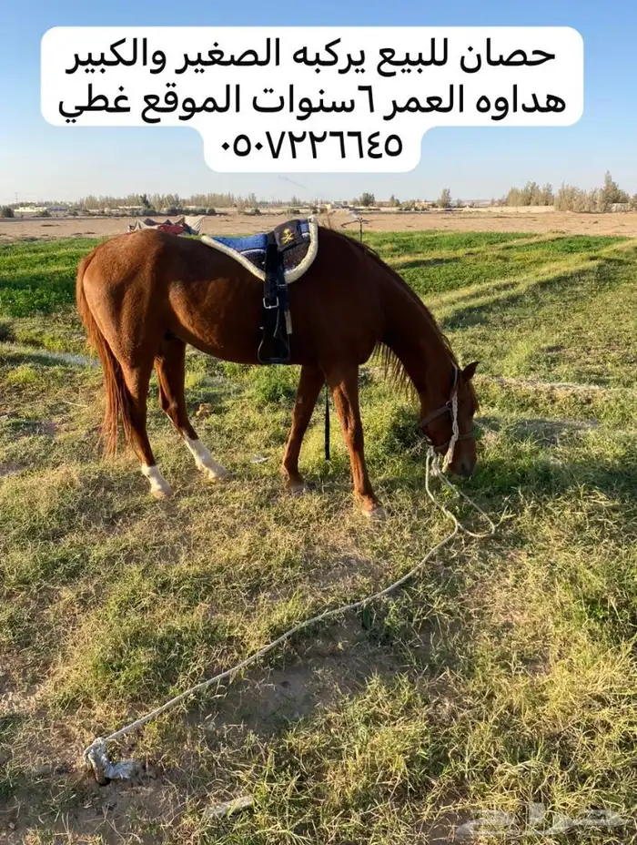 حصان مخصي للبيع هادي يركبه الصغير والكبير 0