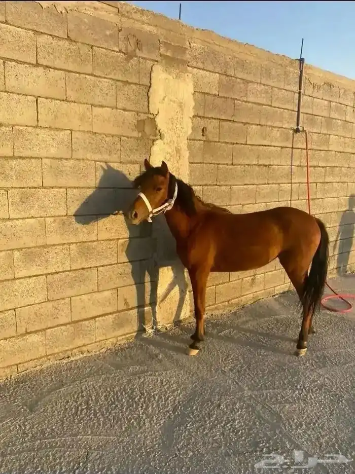 بونية معها مهرة للبيع او البدل 0