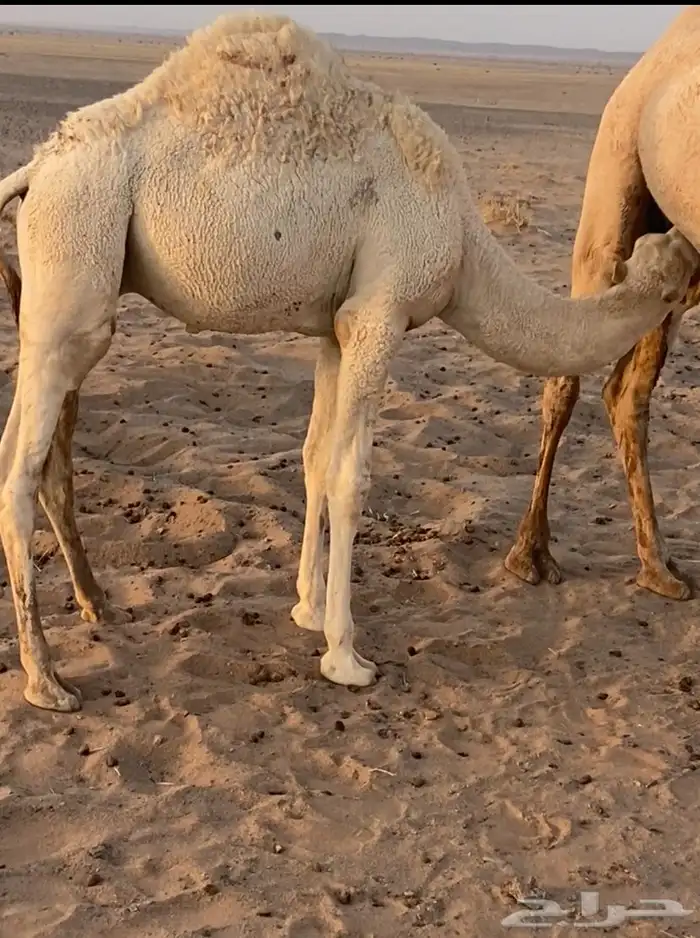 بكر شقحا عشرا ثنيه 0