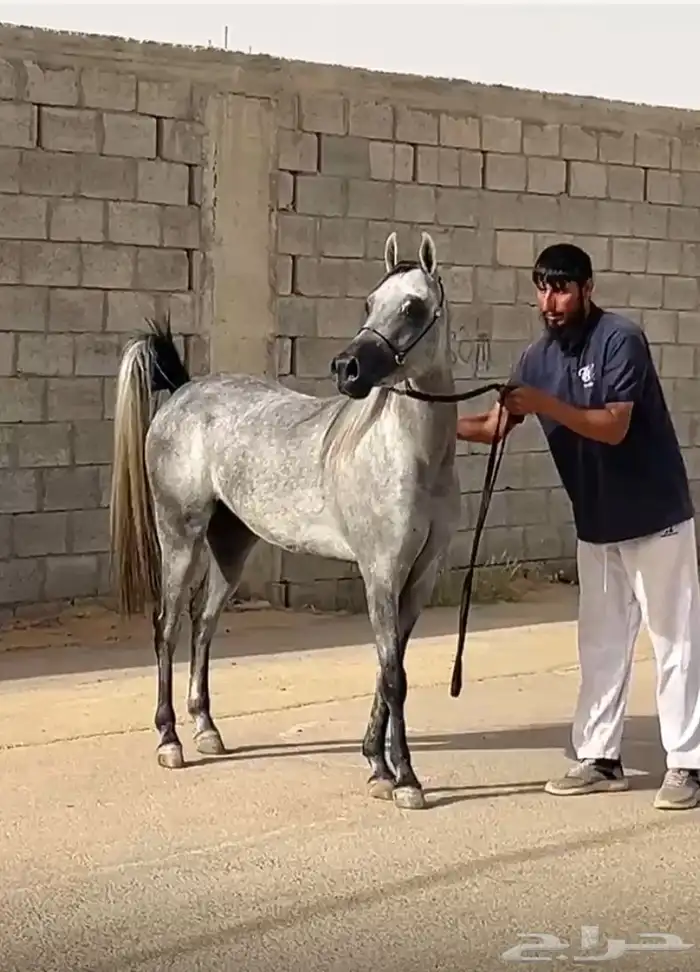 للبيع مهره شعبيه قطعه وشعره شوال مشاء الله 3