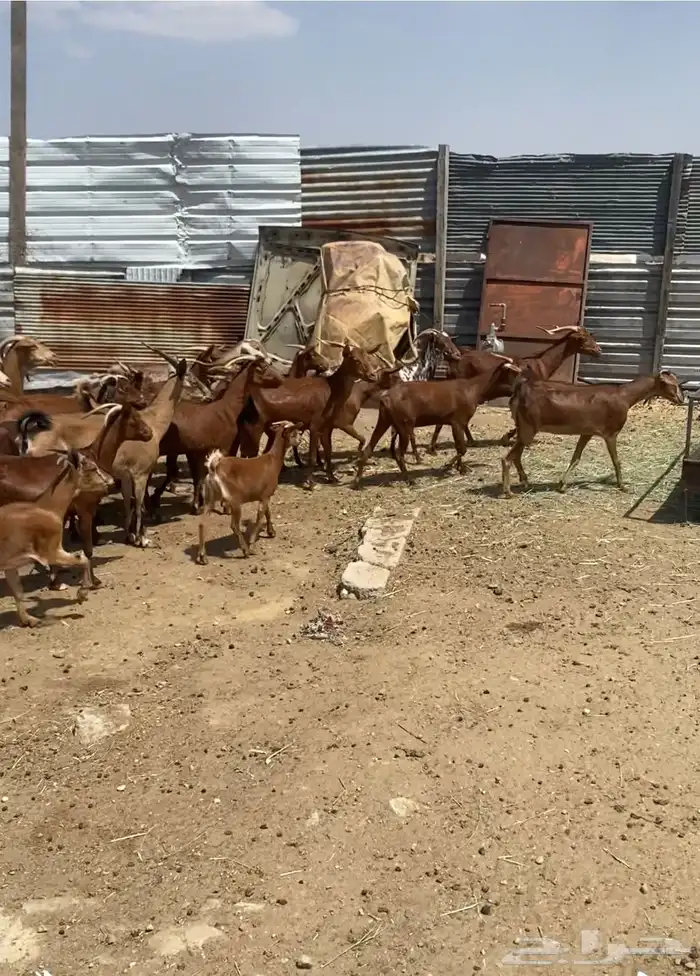 معزا جنوبيات جمله وتفريد 18