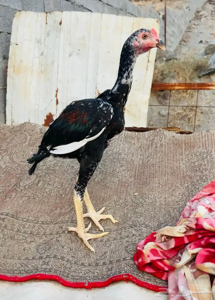 زوج سندي نسل عم غبشان 6