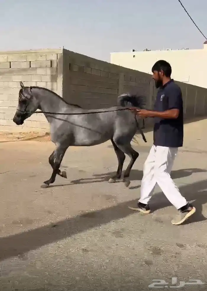 للبيع مهره شعبيه قطعه وشعره شوال مشاء الله 4