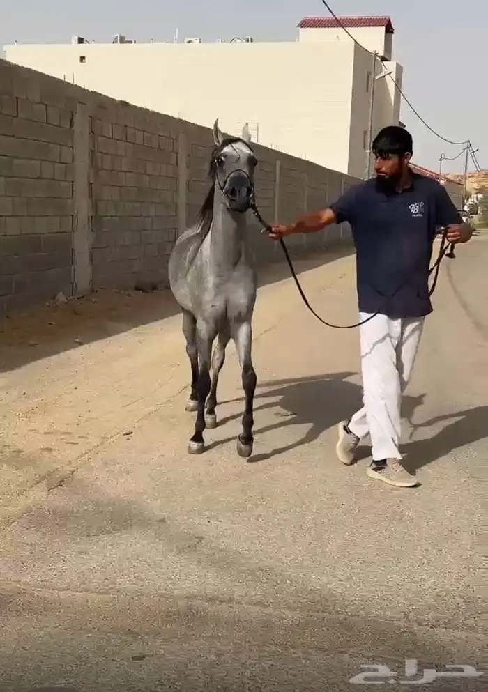 للبيع مهره شعبيه قطعه وشعره شوال مشاء الله 0