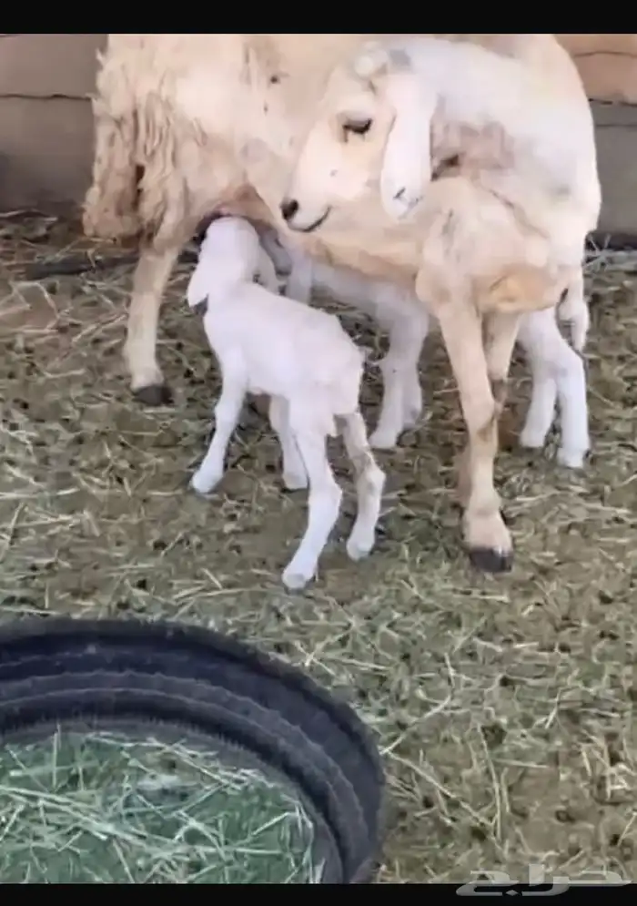 للبيع نعجه تحته 2 0