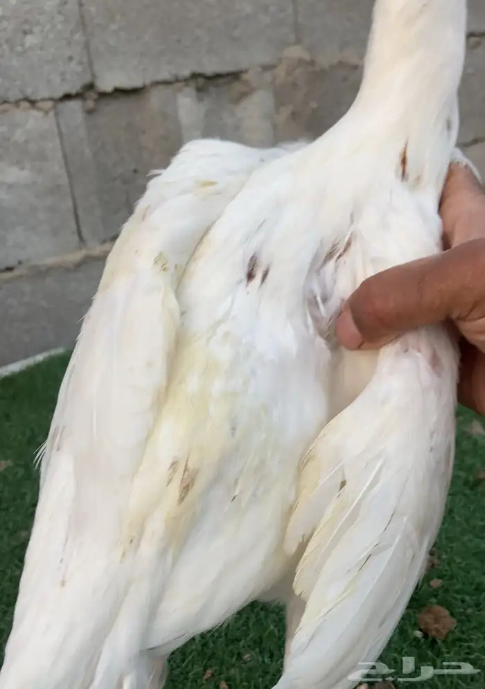 زوج سندي نسل عم غبشان 2