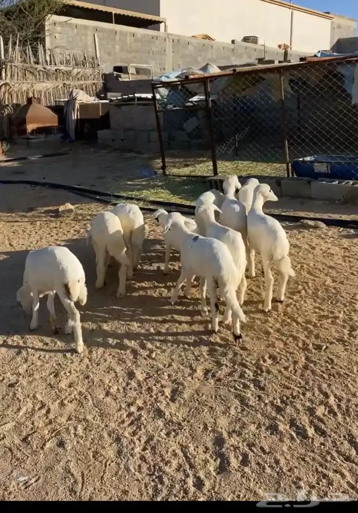 بهم تربيه نظيف من جمع الامراض 0