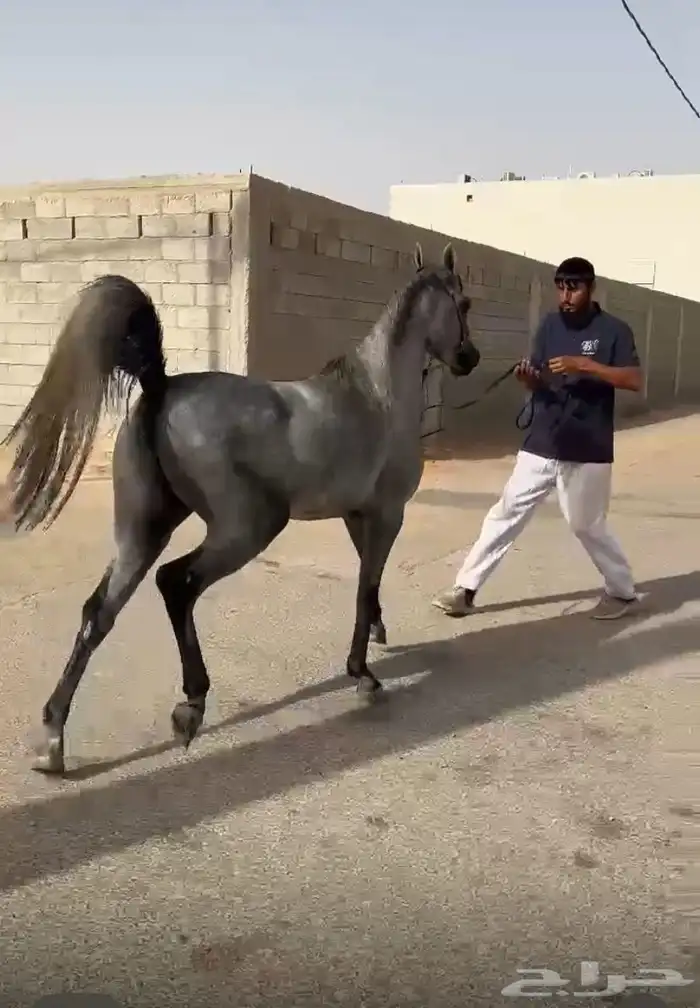 للبيع مهره شعبيه قطعه وشعره شوال مشاء الله 1