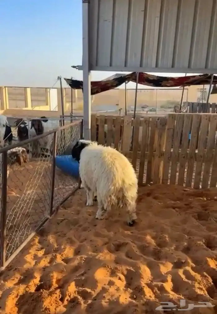 خروف نعيمي 3