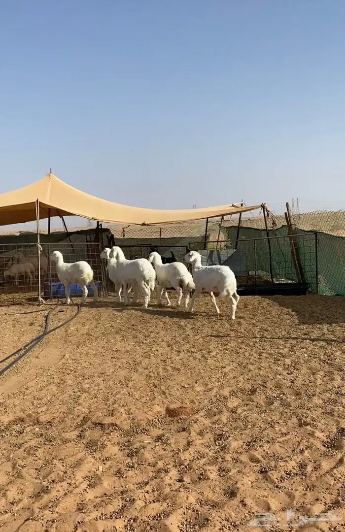 بهم حري تم البيع 1