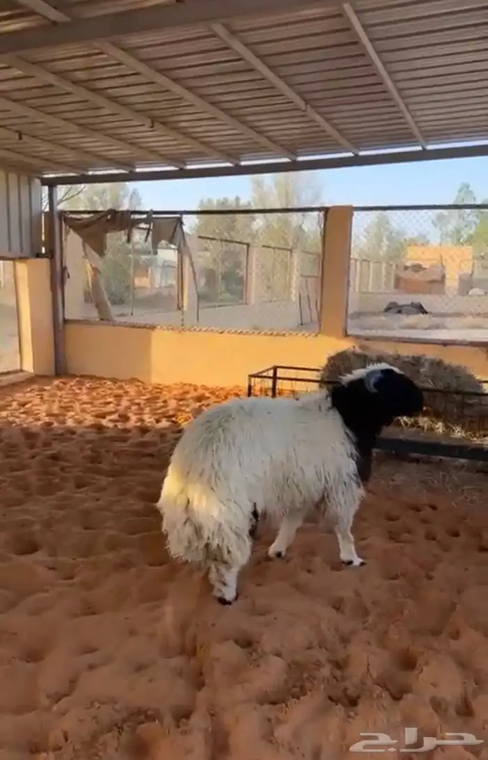 خروف نعيمي 1