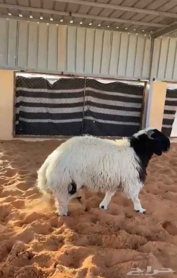 خروف نعيمي 0
