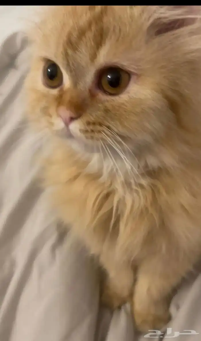 قطط للبيع 0