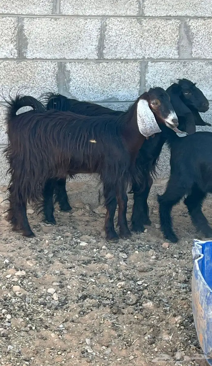 جفار عوارض للبيع 1