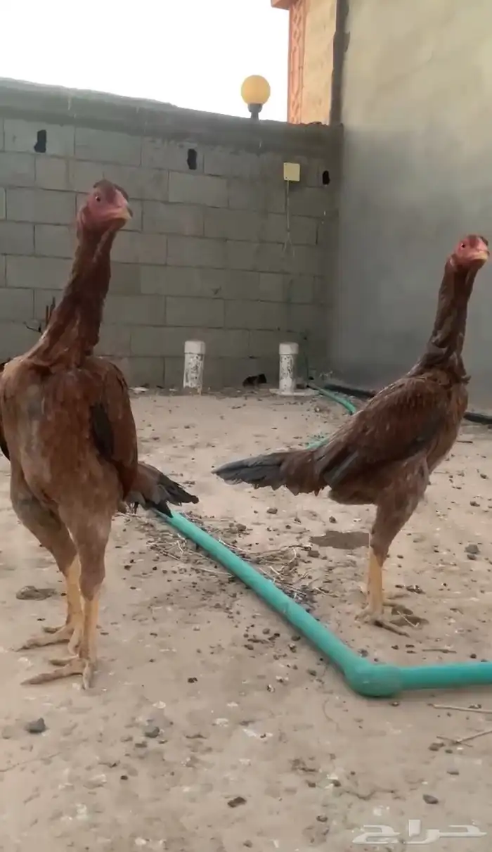 طقم دجاج باكستاني 1