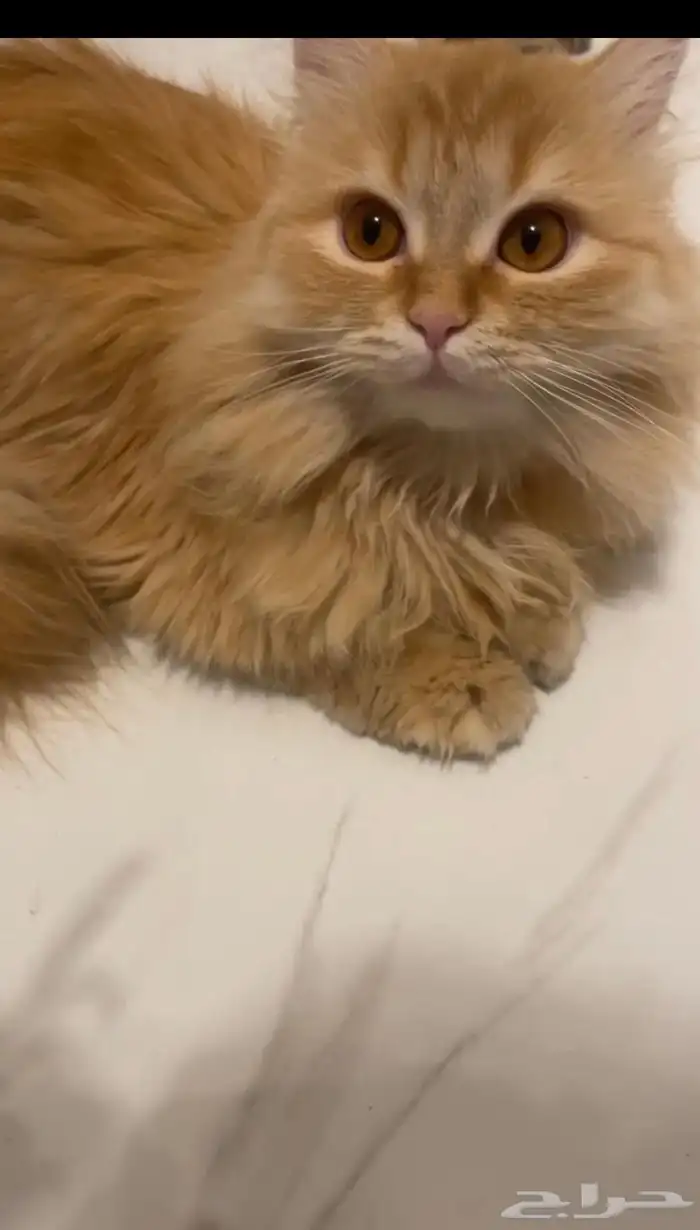قطط للبيع 1