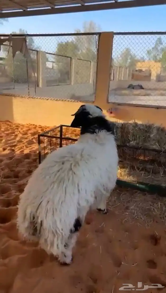 خروف نعيمي 2