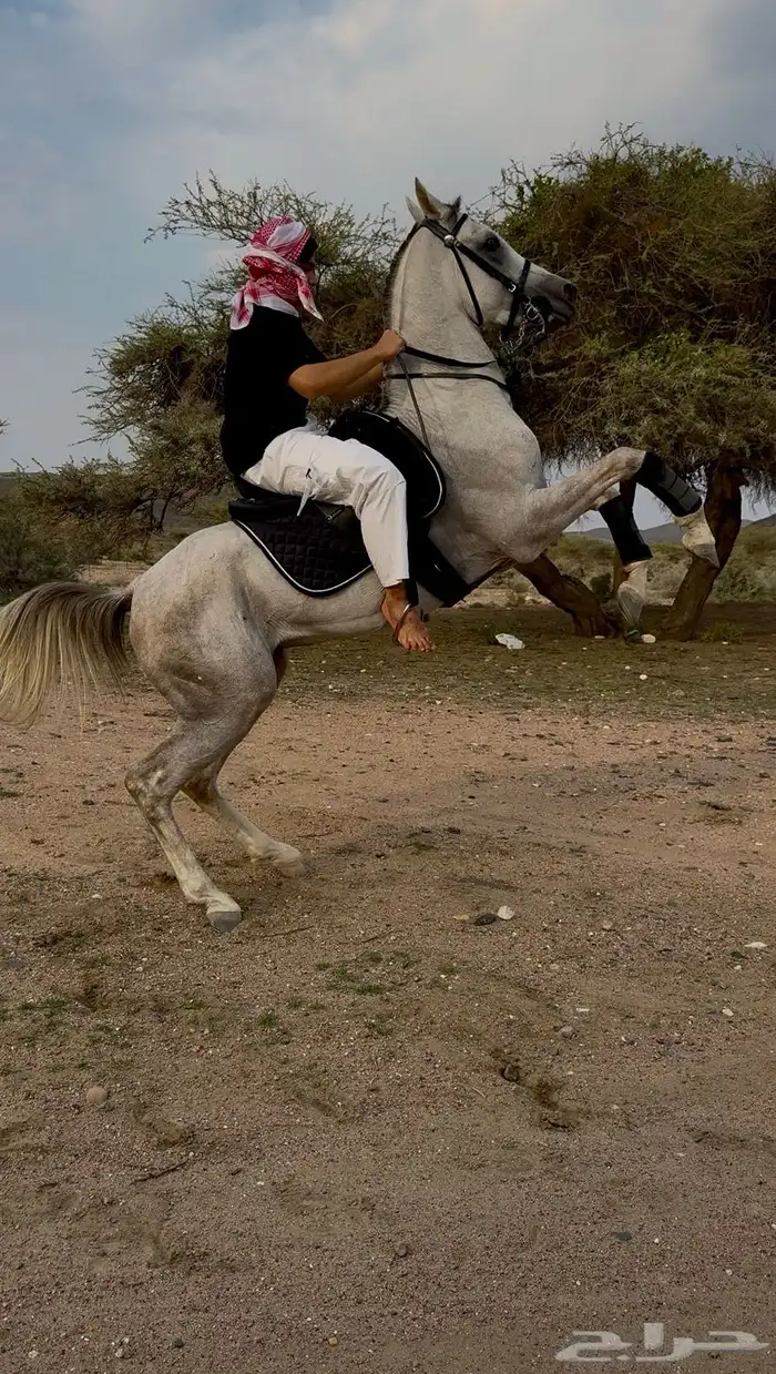 حصان شعبيي كفووو 1