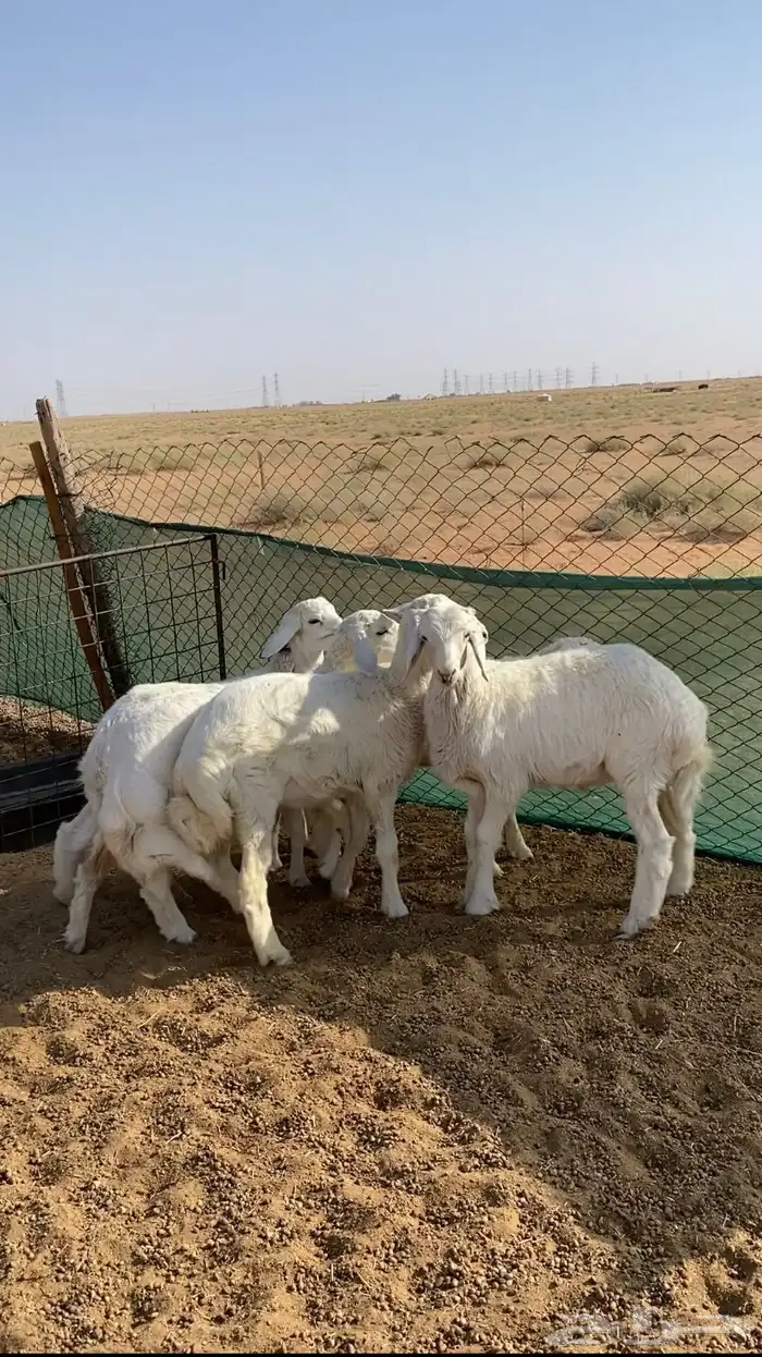 بهم حري تم البيع 0