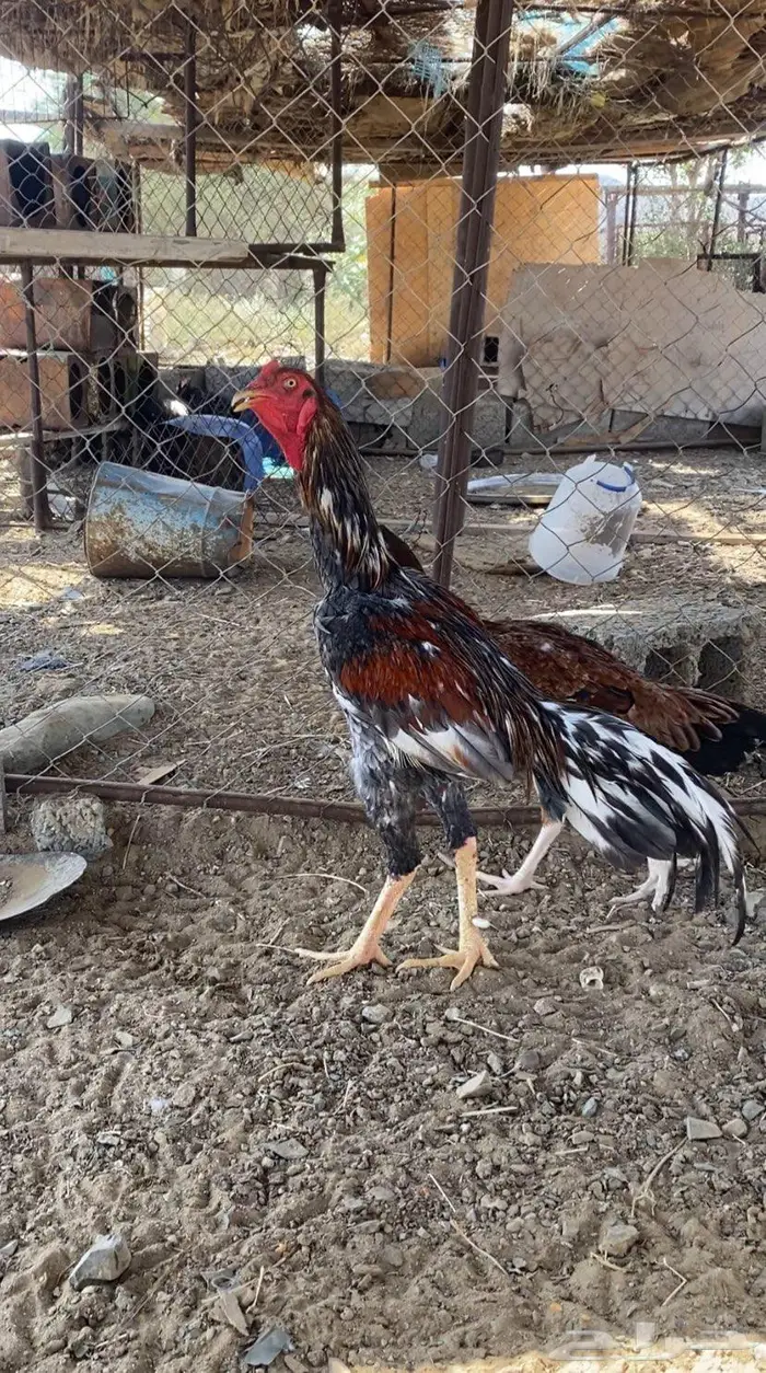 دجاج سندي 0