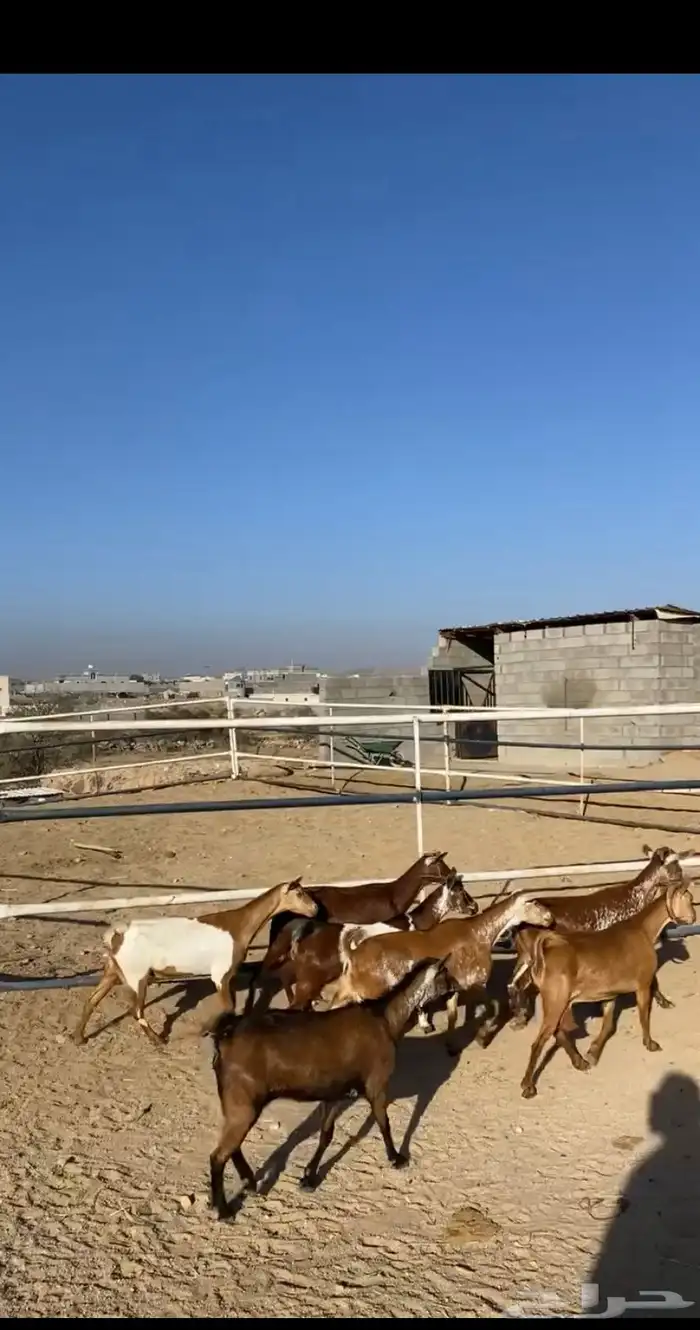 معزا حص 1