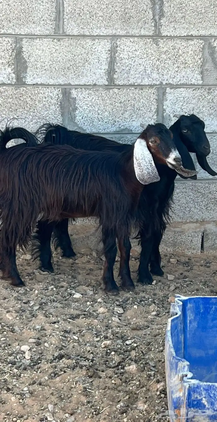 جفار عوارض للبيع 0