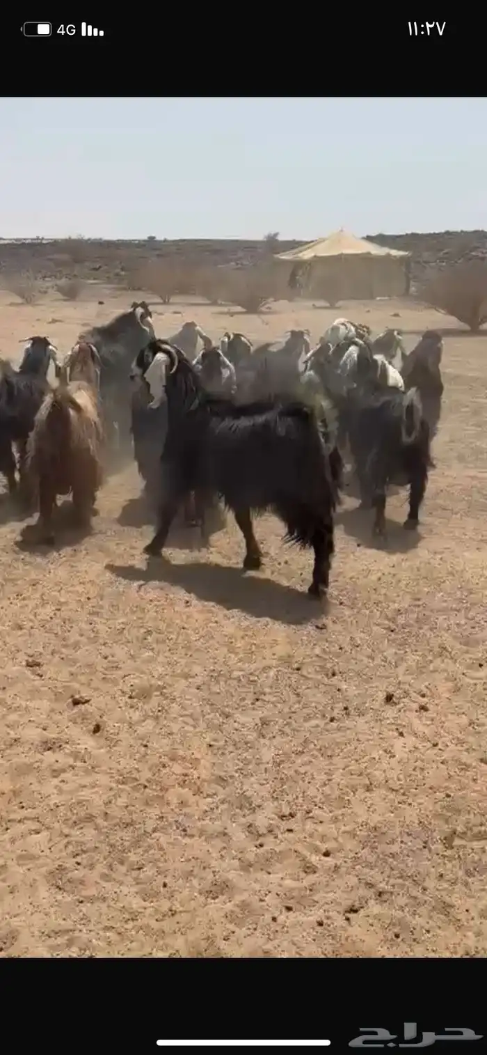 معزا عوارض 10