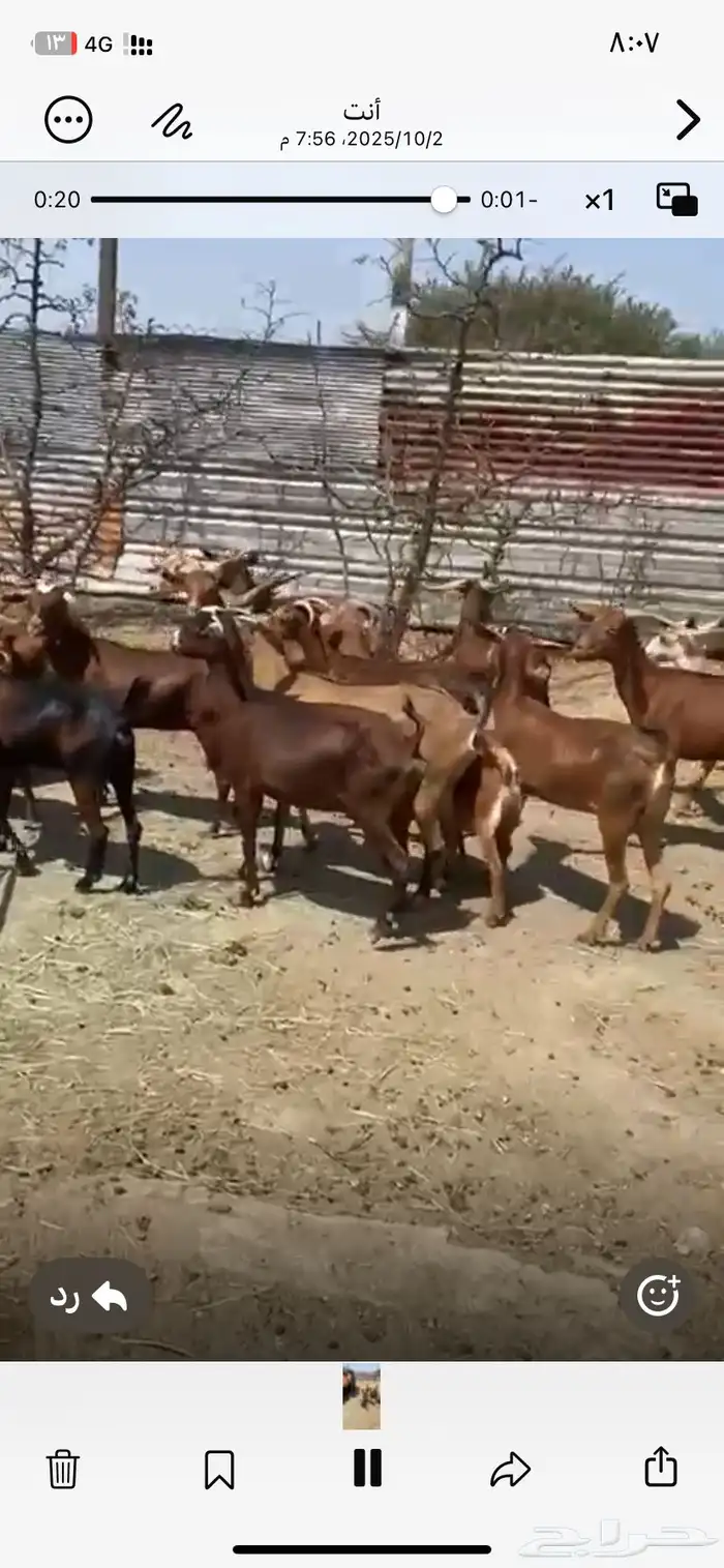 معزا جنوبيات جمله وتفريد 15