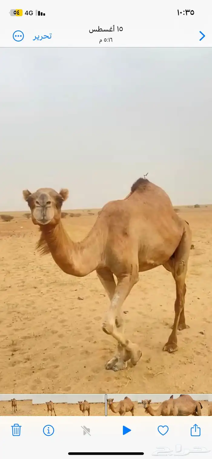ناقه 0