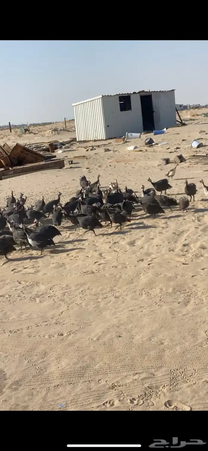 حبش بياض ونضيف 0