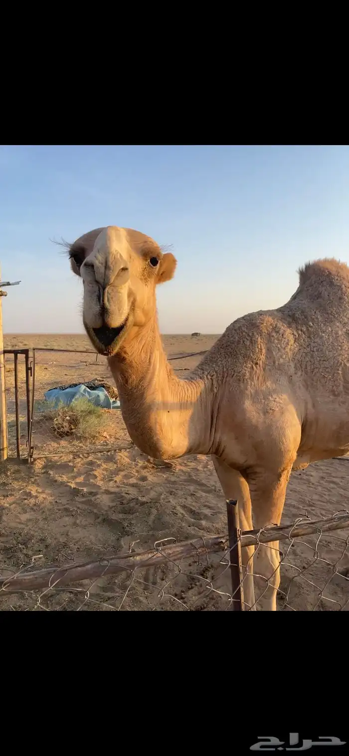 قعود علياني مفرود 0