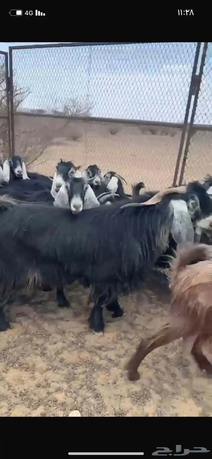 معزا عوارض 0