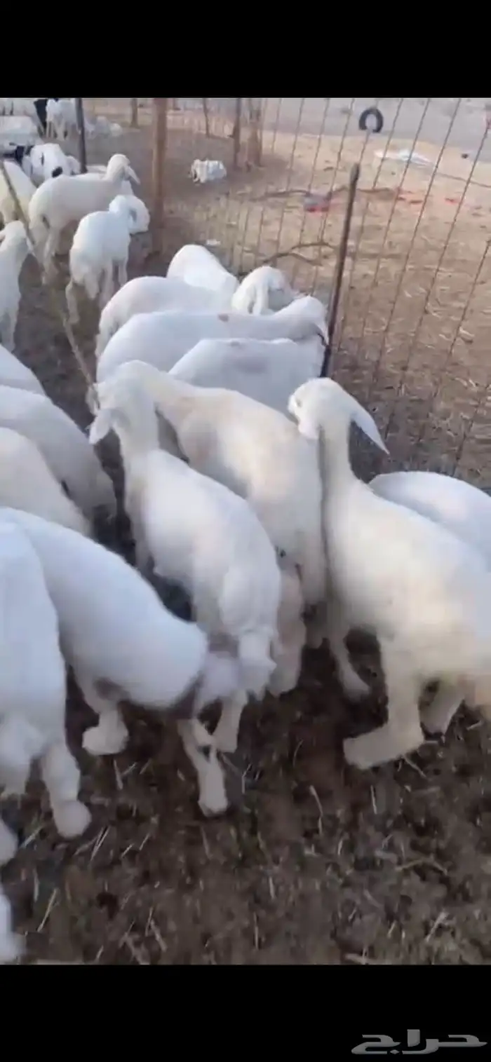 بهم تربيه تم البيع اضغط متابعه 1