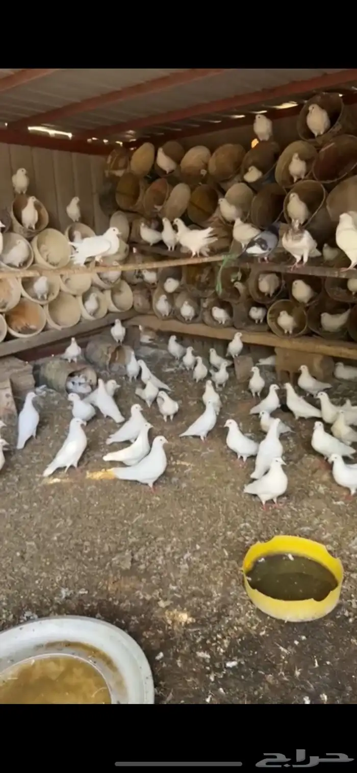 حمام فرنسي 0