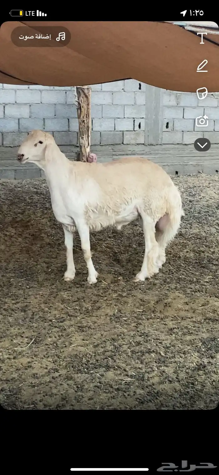 طلي صنف جذع 1