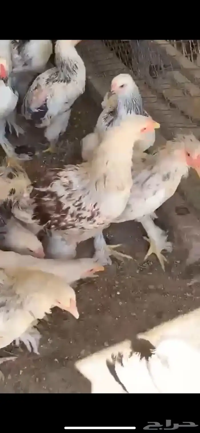 دجاج براهما 2