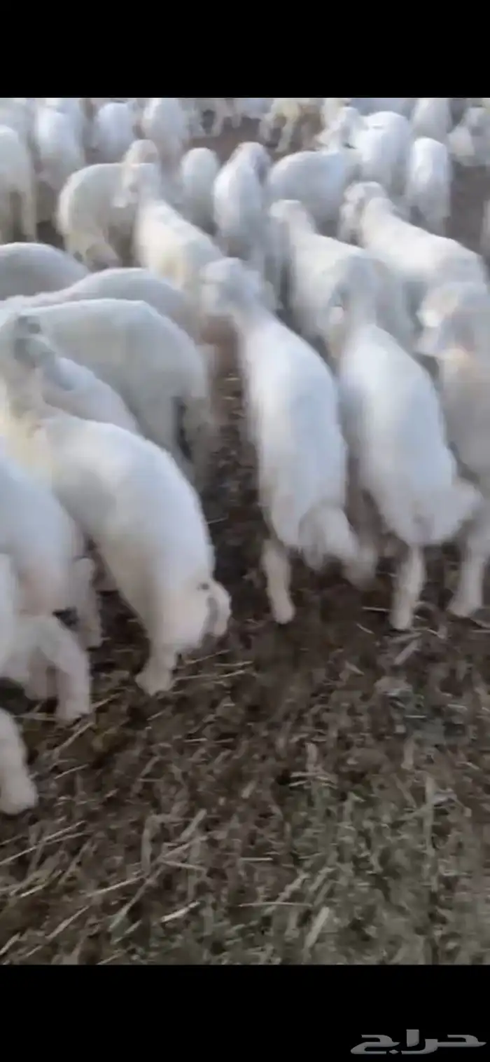 بهم تربيه تم البيع اضغط متابعه 2