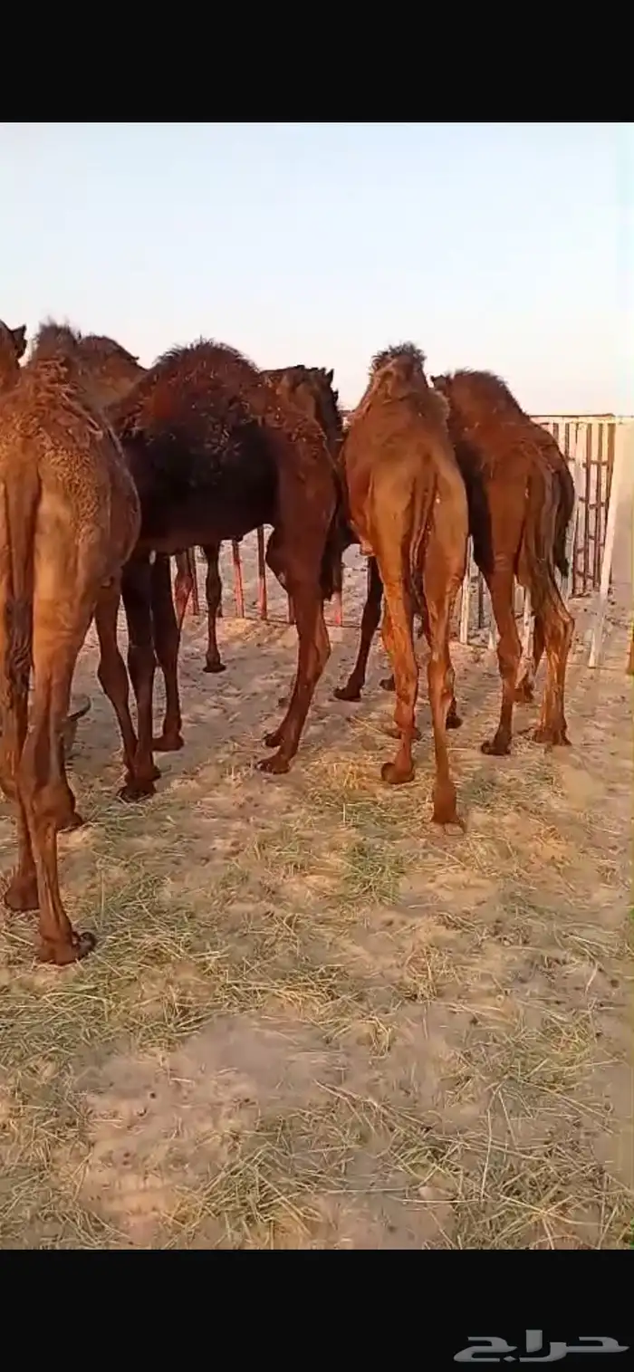 حشوان قصب بريه مراح واحد فيها عماني وبكره 1