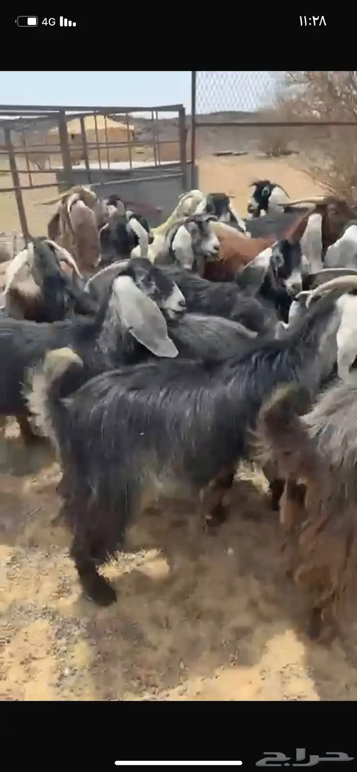 معزا عوارض 2