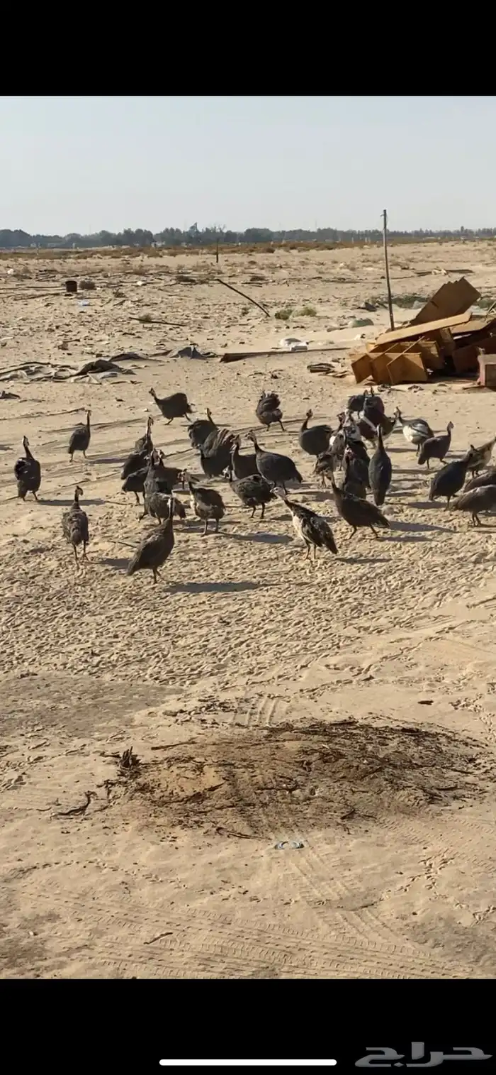 حبش بياض ونضيف 2